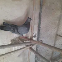 سبز کاکلی