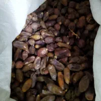 فروش20گونی‌کنگ‌خرما‌برای‌دام‌