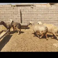 میش داشتی