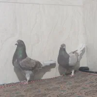 یک جفت کبوتر پرشی استثنایی|پرنده|اردکان, |دیوار