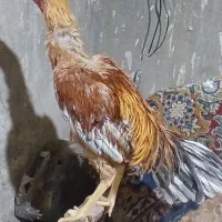 خروس|حیوانات مزرعه|کنگاور, |دیوار