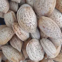 شکستن بادام وهسته  با دستگاه  حضوری