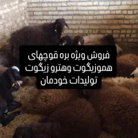 فروش بره. هترو و همو