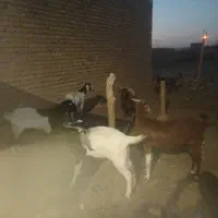بز جوان شیره دار زی 2