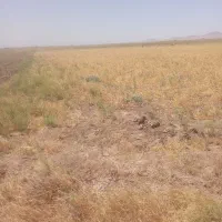 زمین فروشی دوکله|فروش دفتر صنعتی، کشاورزی، تجاری|تاکستان, |دیوار