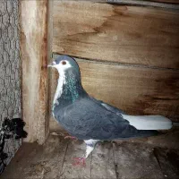 ماده سینه گلین