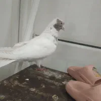 کفتر طوقی و ماهرو و هلندی