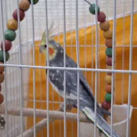 عروس هلندی