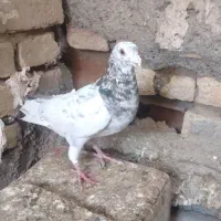 ۶عدد کفترخوشکل وپرشی