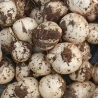 موسیر کوهی ارگانیک تازه