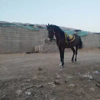 اسب نریان دره شورکره تاج معاوظه بامادیان ترکی|اسب و تجهیزات اسب‌سواری|شیراز, ابیوردی|دیوار