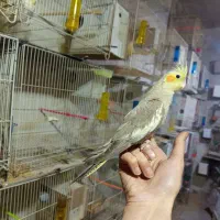 عروس هلندی آهویی|پرنده|تربت‌حیدریه, حسنی بالا|دیوار