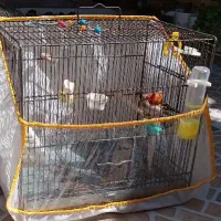 سهره ماده عروسک