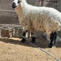 یک قوچ چاق چله بر ماده چاق چله