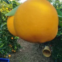 وسایل گم شوده