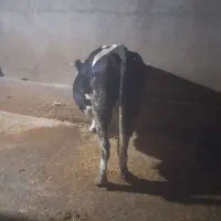 ماده گاو هلشتاین بزمیش قوچ