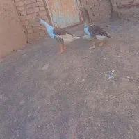 غاز|حیوانات مزرعه|دشتابی, |دیوار
