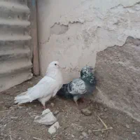 یه جفت کفتر عاشق بازی