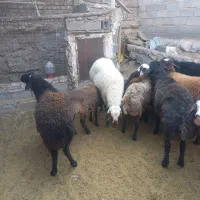 فروش بره کشتاری|حیوانات مزرعه|فیروزکوه, |دیوار