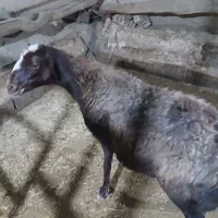 میش درشت هیکلی