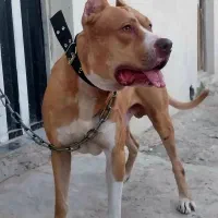 سگ پیتپول نر