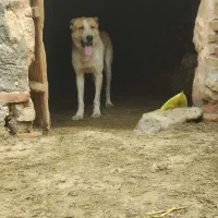 سگ گله ای و نگهبان پسته