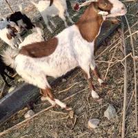 یک عدد بز آبستن ده روز دگه میزاد