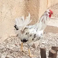 خروس گلین|حیوانات مزرعه|عسلویه, |دیوار