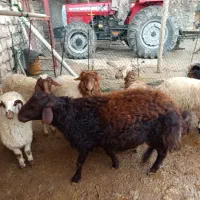 بره پرواری|حیوانات مزرعه|حمیل, |دیوار