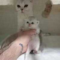 توله های اصیل سیلور