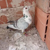 کفتر آلمانی خوش روخ خوش خطوخال