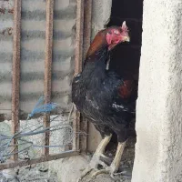 خروس لاری اصل