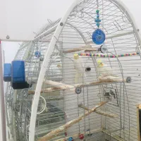 عروس پاریس