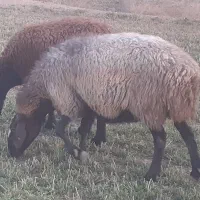 پنج راس میش و شیشک