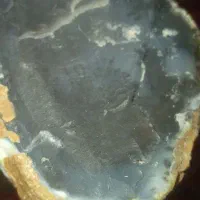 عقیق شجر دار