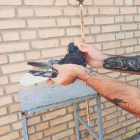 کوهی دم سفید نر