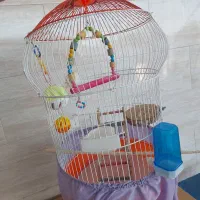قفس عروس هلندی با تمام وسایل