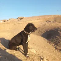 سگ گمشده|سگ|مشهد, اروند|دیوار