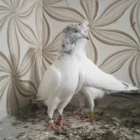 یک جفت هندی بمبویی|پرنده|بوشهر, |دیوار