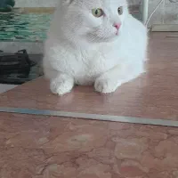 فروش گربه اسکاتیش پرشین واکسن زده