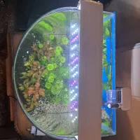 اکواریوم گیاهی|ماهی|تهران, جوادیه تهرانپارس|دیوار