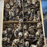 جوجه بوقلمون برنزانگلیس