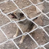 واگذاری سگ|سگ|مبارکه, |دیوار