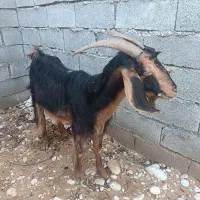 بز با کهره ماده|حیوانات مزرعه|آغاجاری, |دیوار