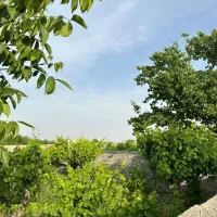 زمین 250متری به بالا باسند تکبرگ|فروش زمین و ملک کلنگی|شاهدشهر, |دیوار