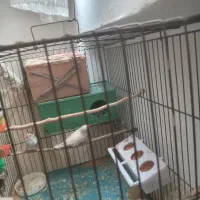 یک جفت فنچ مولد|پرنده|تاکستان, |دیوار