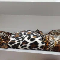 فروش انواع لباس ها|لباس|قم, شهید رجایی|دیوار