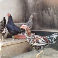 مرغ وخروس|حیوانات مزرعه|محمدشهر, عباس آباد|دیوار