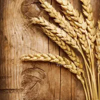 گندم بذری پیشگام