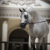 اسب عرب دوسر خارجی